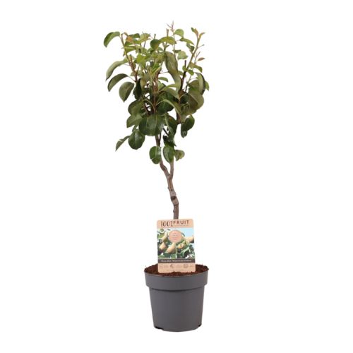 Obstbaum 95 cm - Bild 5